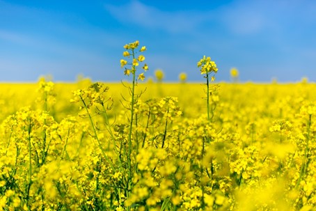 yellow rapeseed field under a blue sky